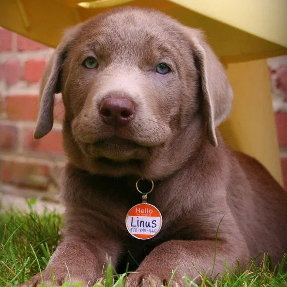 “Hello My Name Is” Dog License Tag