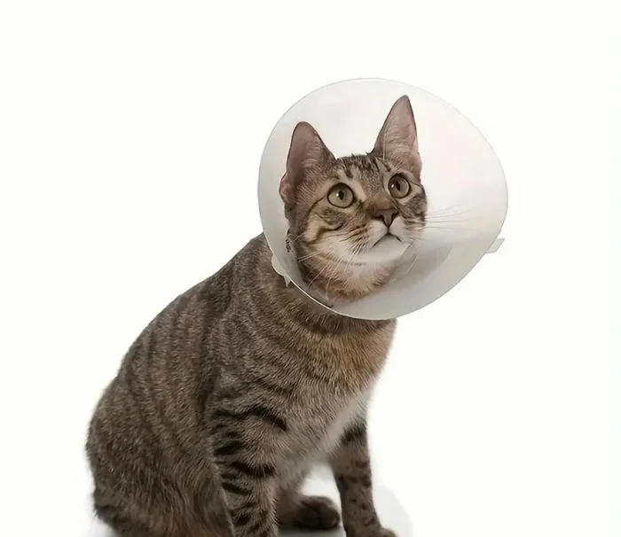 Adjustable Striped Elizabethan Collar for Pets – Lick-Proof Protective Headgear for Cats & Dogs Post-Surgery – For Pets Recovering from Surgery – Suitable for Cats & Dogs