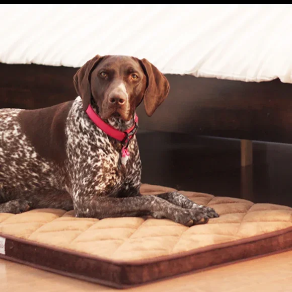 Be One Breed – Diamond Bed Brown