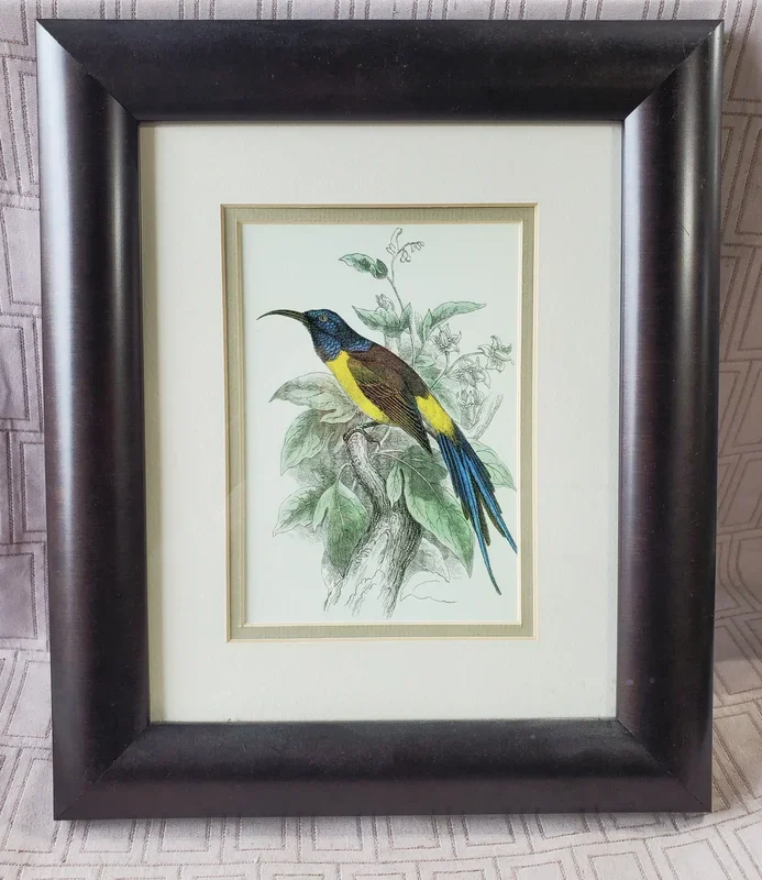 (C) Framed Bird Print