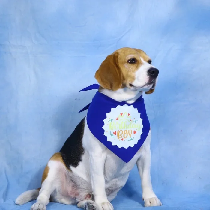 Dogobow Birthday Boy Bandana for Dogs (Blue)