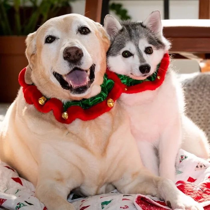 Huxley & Kent – Ruff Elf Green
