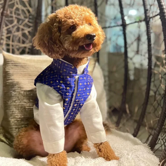 The Papaw Cartel Koti with Kurta Set for Dogs (Blue)